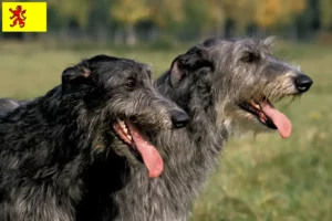 Lees meer over het artikel Deerhound fokkers en pups in Zuid-Holland