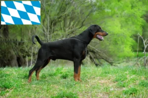 Lees meer over het artikel Dobermann fokkers en puppies in Beieren