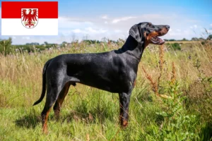 Lees meer over het artikel Dobermann fokkers en pups in Brandenburg