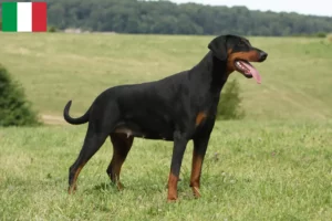 Lees meer over het artikel Dobermann fokkers en puppies in Italië