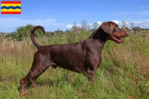 Lees meer over het artikel Dobermann fokkers en pups in Overijssel