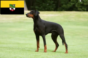 Lees meer over het artikel Dobermann fokkers en pups in Saksen-Anhalt