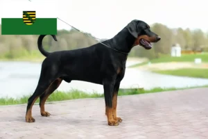 Lees meer over het artikel Dobermann fokkers en pups in Saksen