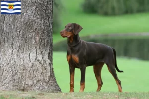 Lees meer over het artikel Dobermann fokkers en pups in Zeeland