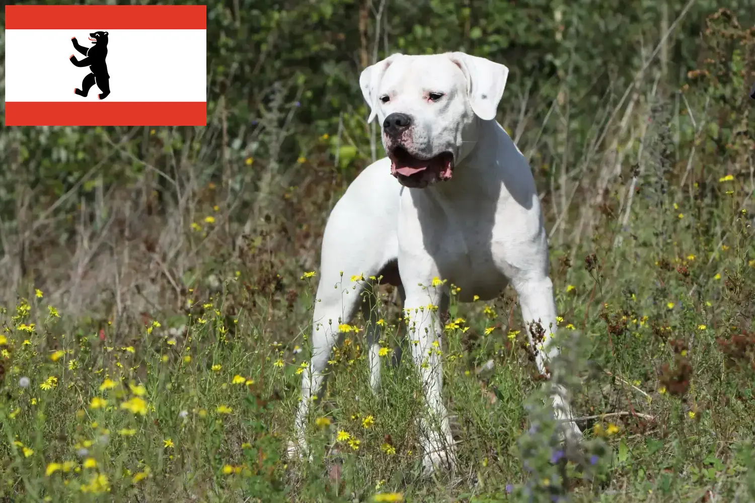 Lees meer over het artikel Dogo Argentino fokkers en pups in Berlijn