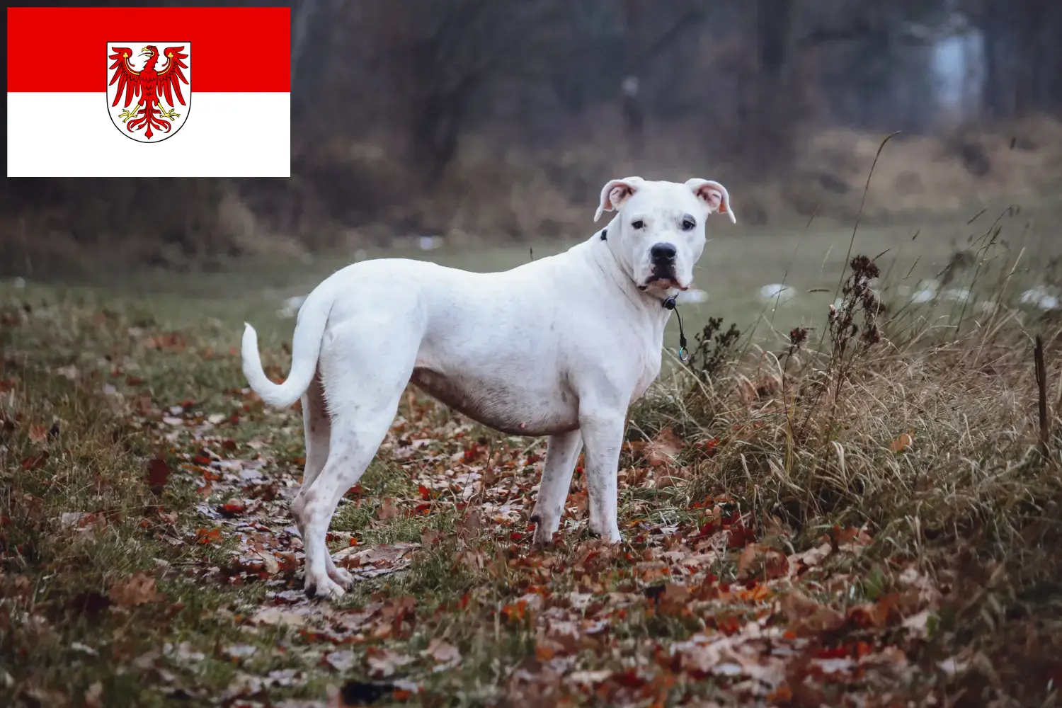 Lees meer over het artikel Dogo Argentino fokkers en pups in Brandenburg