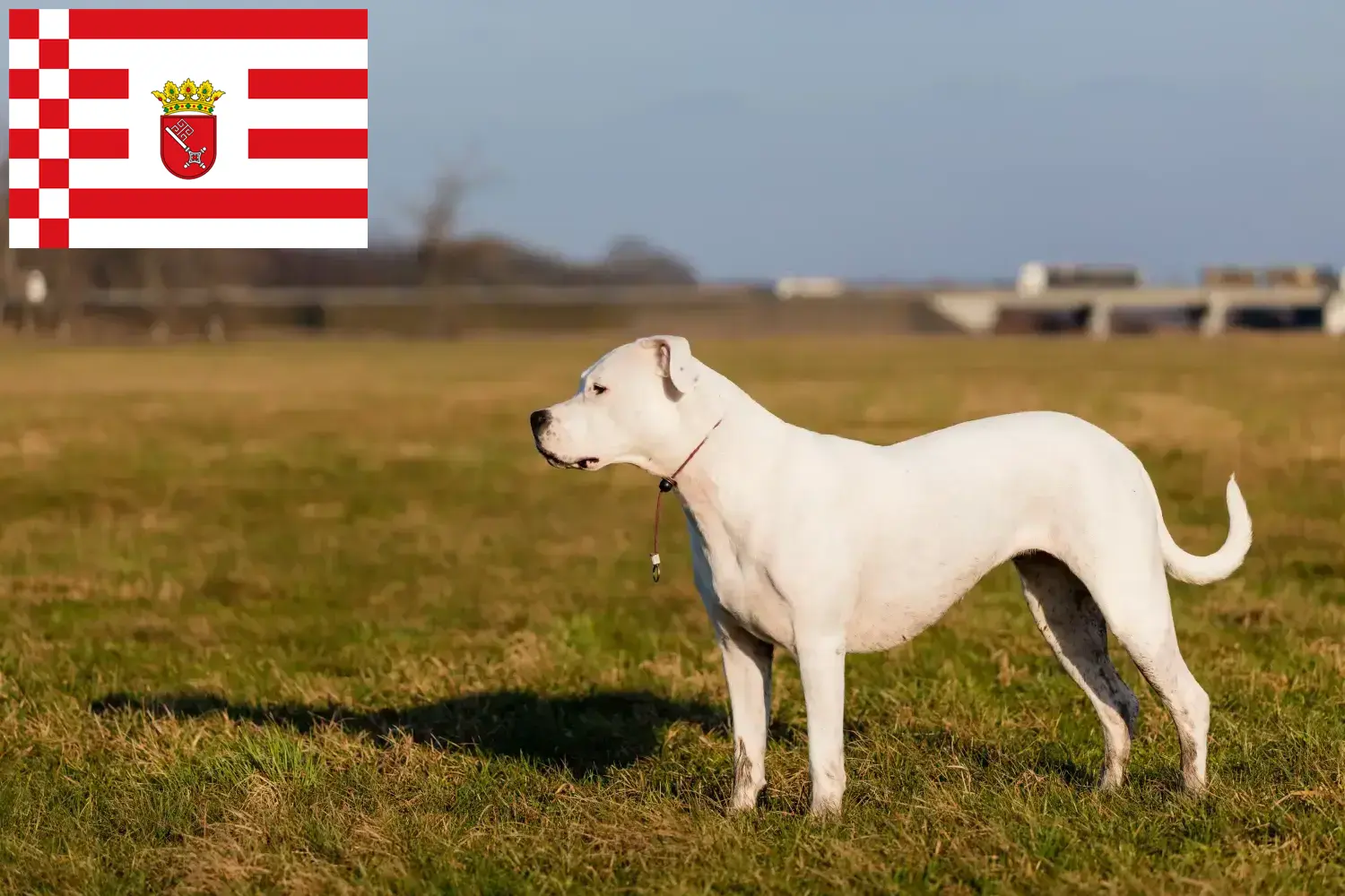 Lees meer over het artikel Dogo Argentino fokkers en pups in Bremen