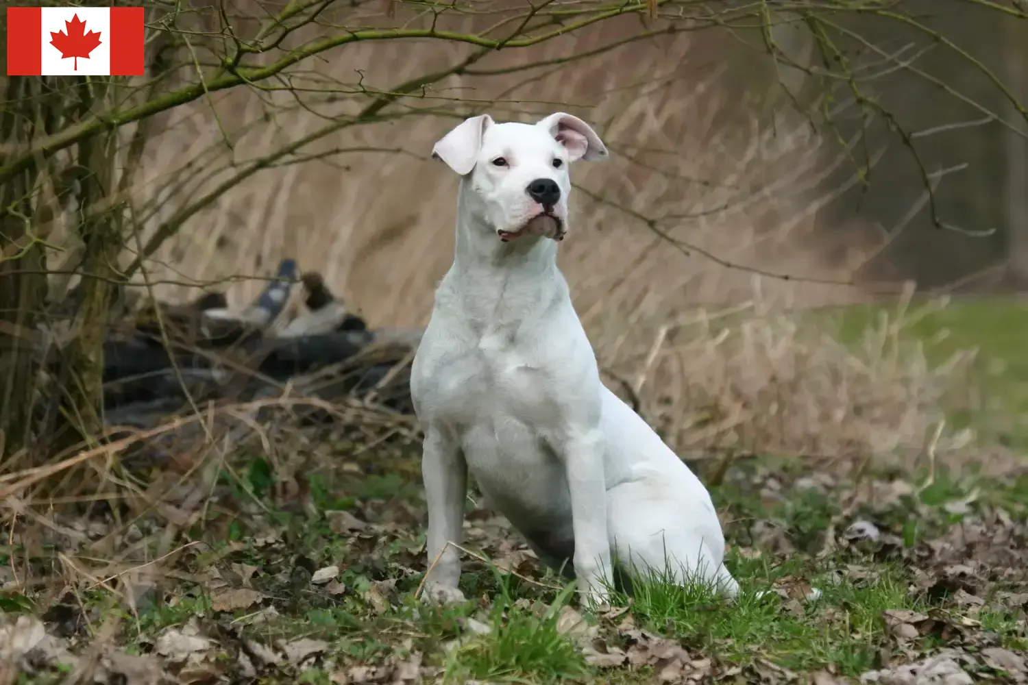 Lees meer over het artikel Dogo Argentino fokkers en pups in Canada