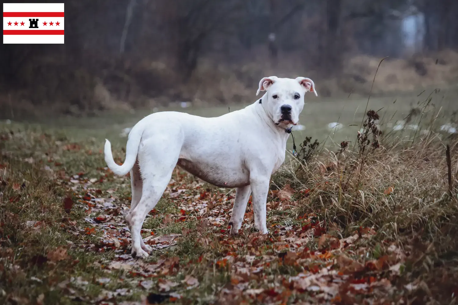 Lees meer over het artikel Dogo Argentino fokkers en pups in Drenthe