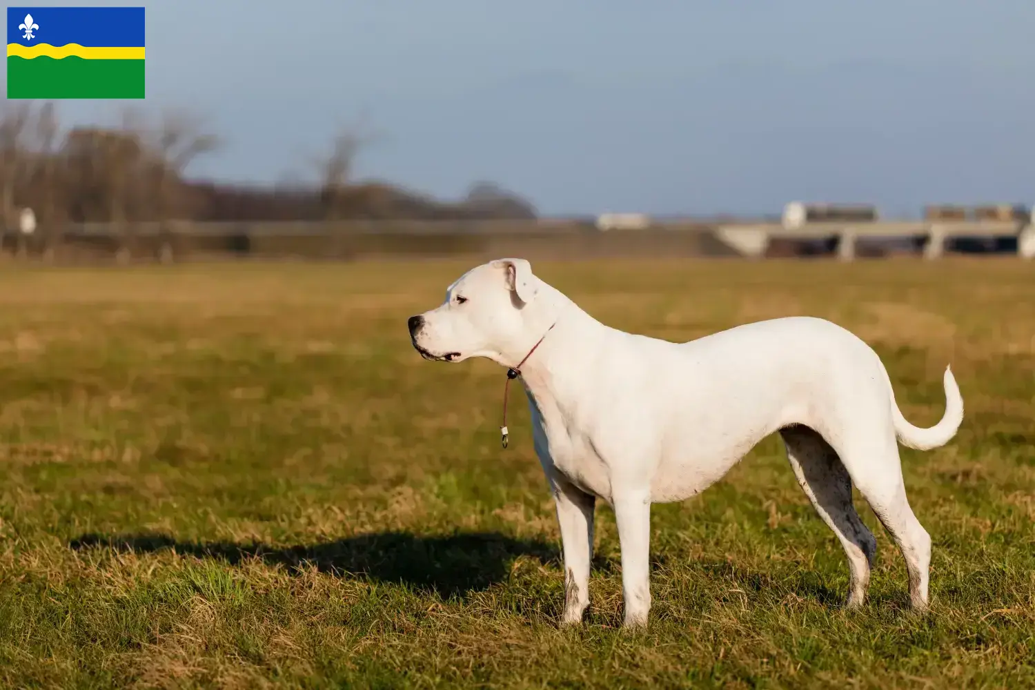 Lees meer over het artikel Dogo Argentino fokkers en pups in Flevoland