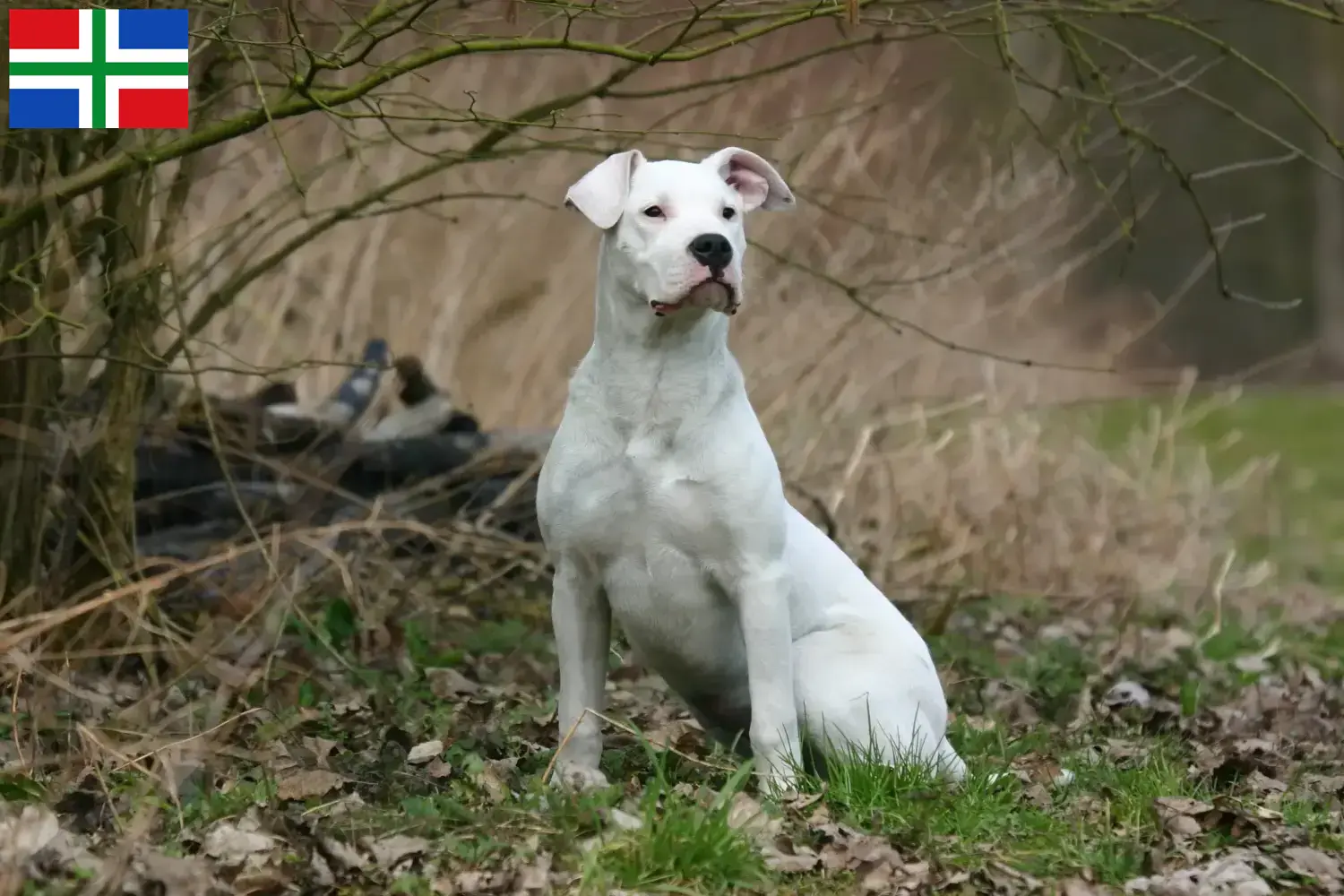 Lees meer over het artikel Dogo Argentino fokkers en pups in Groningen