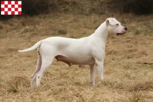 Lees meer over het artikel Dogo Argentino fokkers en pups in Noord-Brabant