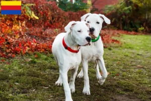 Lees meer over het artikel Dogo Argentino fokkers en pups in Noord-Holland