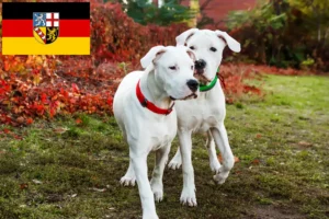 Lees meer over het artikel Dogo Argentino fokkers en pups in Saarland