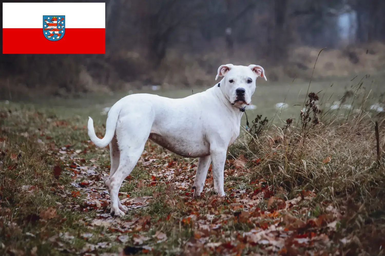 Lees meer over het artikel Dogo Argentino fokkers en pups in Thüringen