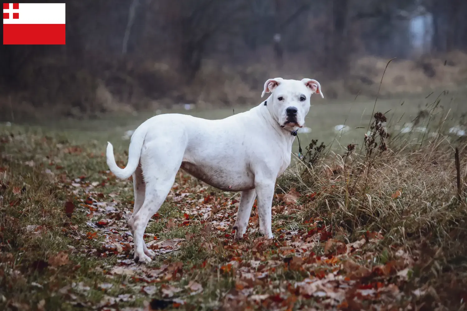 Lees meer over het artikel Dogo Argentino fokkers en pups in Utrecht