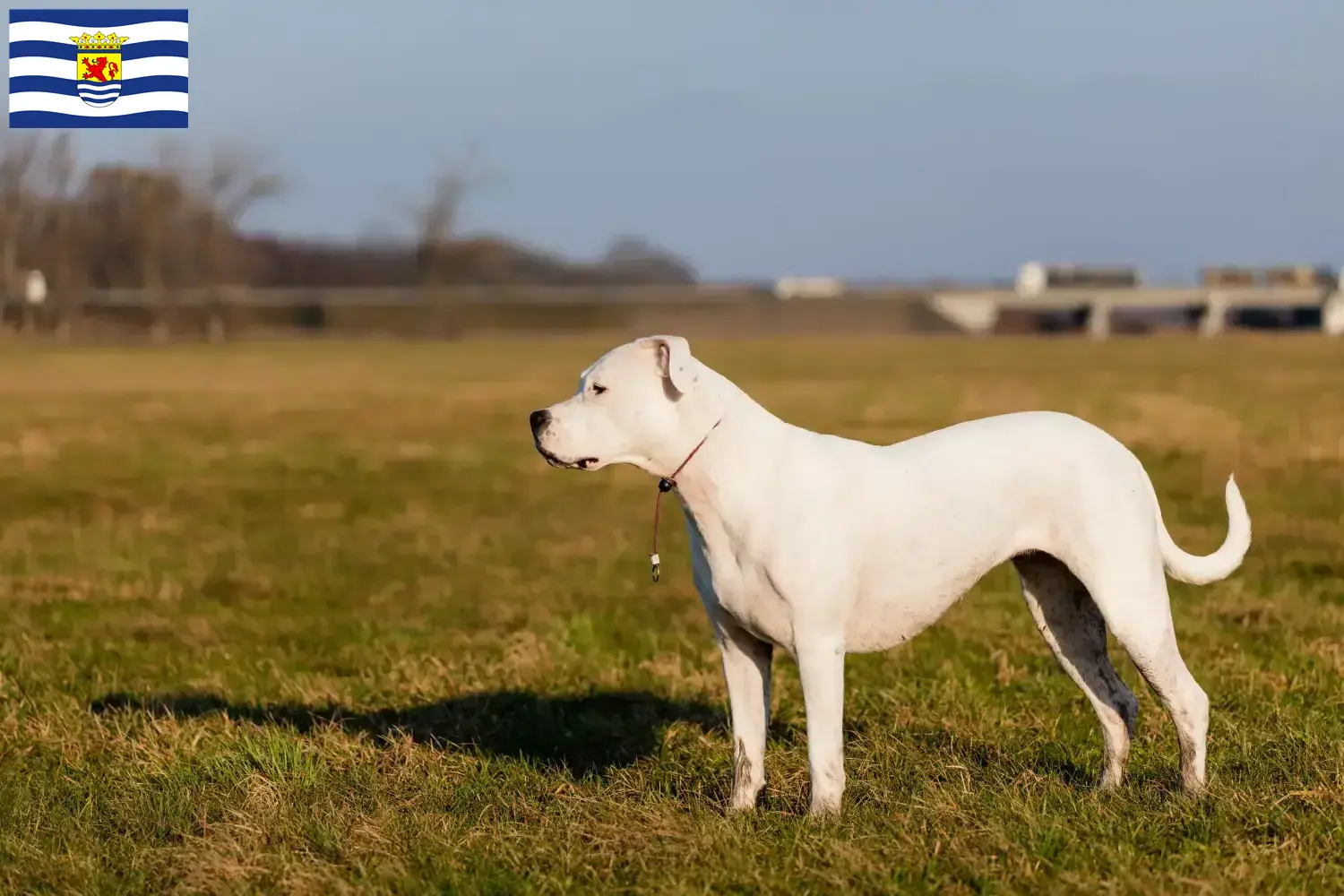 Lees meer over het artikel Dogo Argentino fokkers en pups in Zeeland