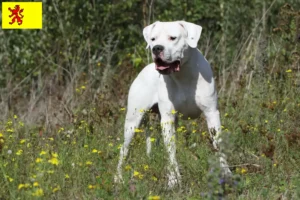 Lees meer over het artikel Dogo Argentino fokkers en pups in Zuid-Holland