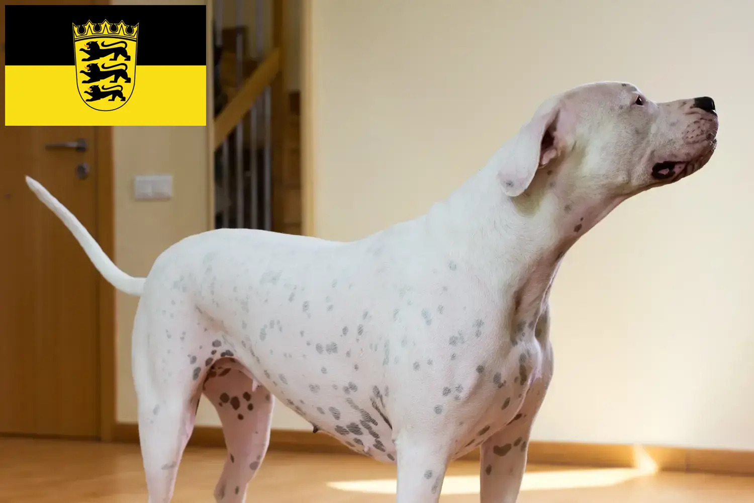 Lees meer over het artikel Dogo Argentino fokkers en pups in Baden-Württemberg