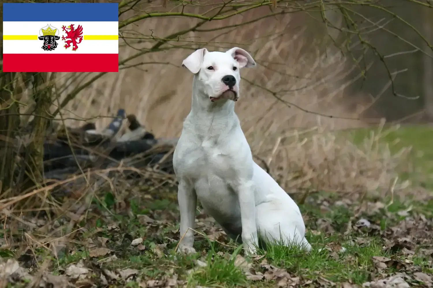 Lees meer over het artikel Dogo Argentino fokkers en pups in Mecklenburg-Vorpommern