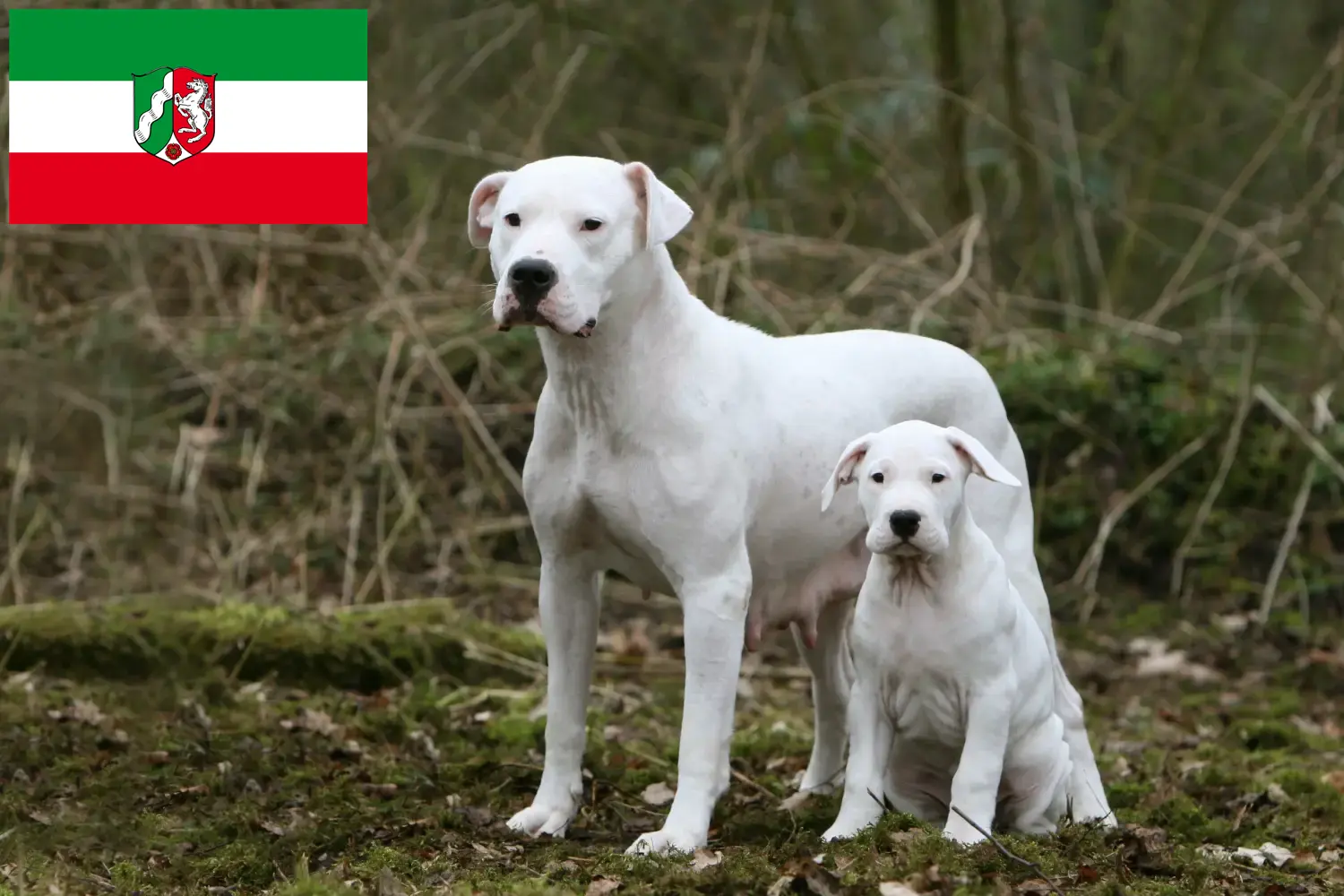 Lees meer over het artikel Dogo Argentino fokkers en pups in Noordrijn-Westfalen