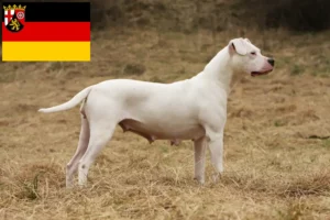 Lees meer over het artikel Dogo Argentino fokkers en pups in Rijnland-Palts