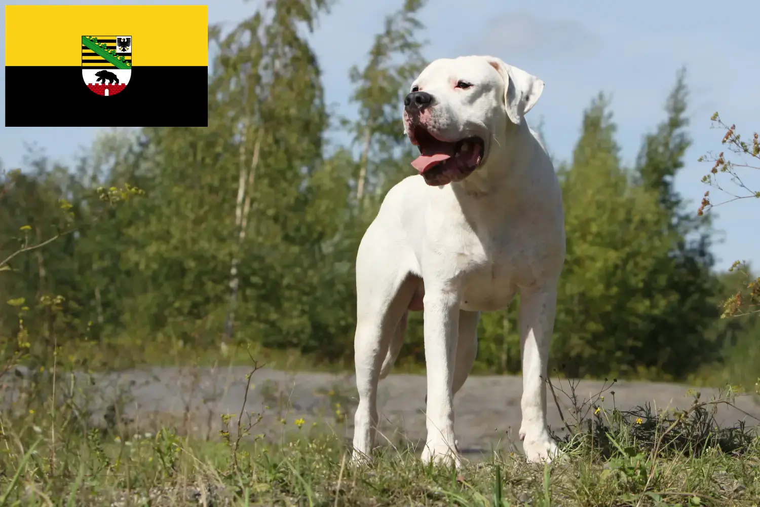 Lees meer over het artikel Dogo Argentino fokkers en pups in Saksen-Anhalt