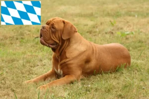 Lees meer over het artikel Dogue de Bordeaux fokkers en pups in Beieren