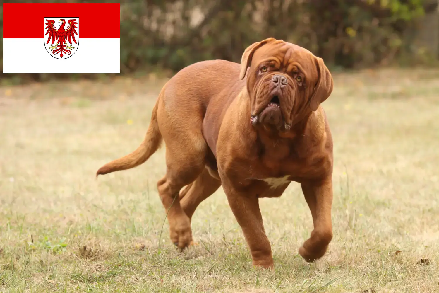 Lees meer over het artikel Dogue de Bordeaux fokkers en pups in Brandenburg