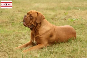 Lees meer over het artikel Dogue de Bordeaux fokkers en pups in Drenthe