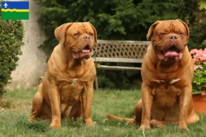 Lees meer over het artikel Dogue de Bordeaux fokkers en pups in Flevoland