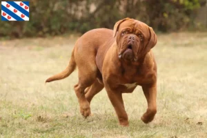 Lees meer over het artikel Dogue de Bordeaux fokkers en pups in Friesland