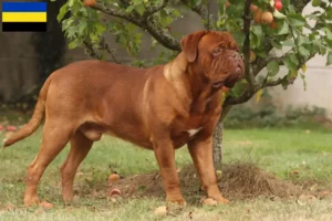 Lees meer over het artikel Dogue de Bordeaux fokkers en pups in Gelderland