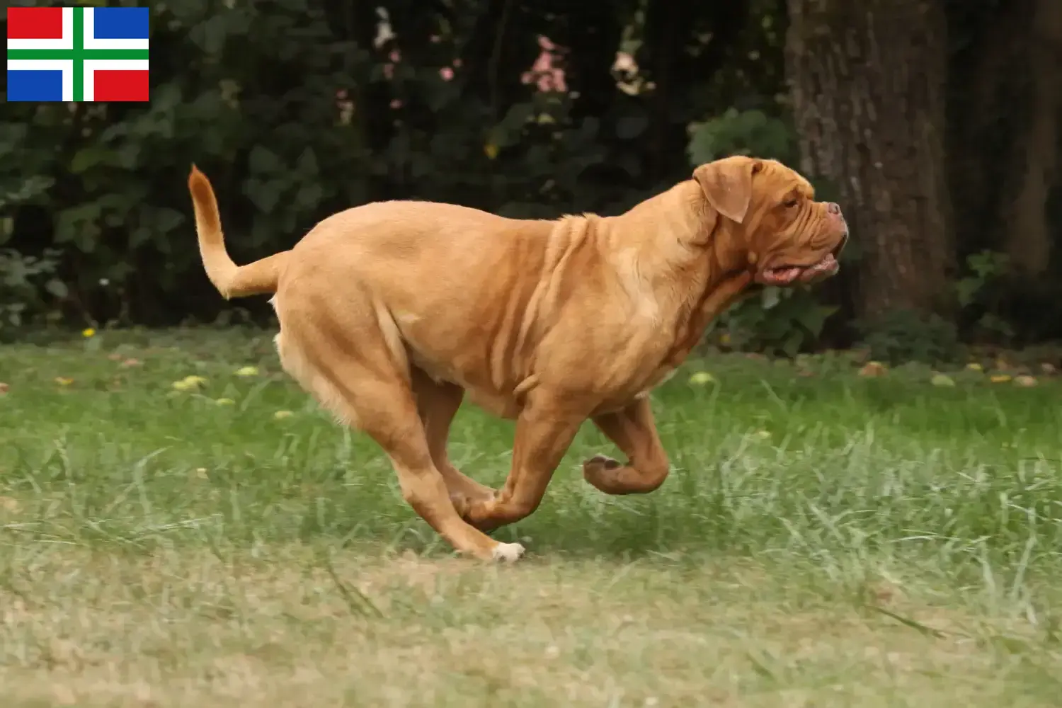 Lees meer over het artikel Dogue de Bordeaux fokkers en pups in Groningen