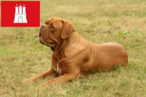 Lees meer over het artikel Dogue de Bordeaux fokkers en pups in Hamburg