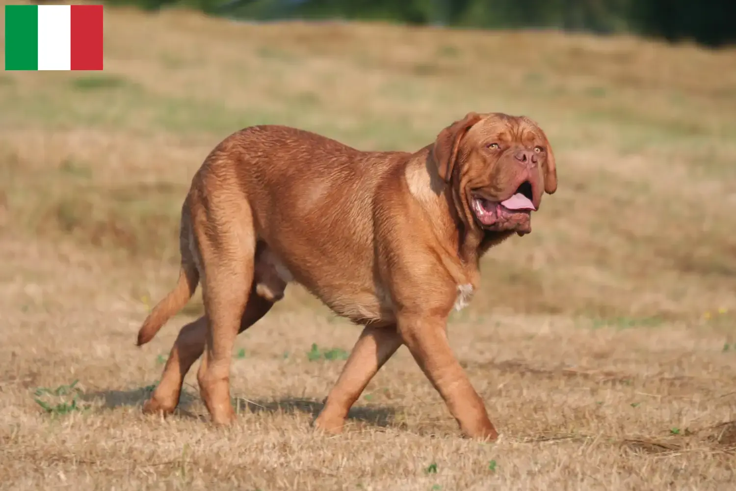 Lees meer over het artikel Dogue de Bordeaux fokkers en pups in Italië