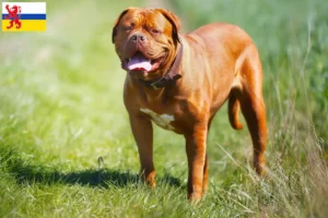 Lees meer over het artikel Dogue de Bordeaux fokkers en pups in Limburg