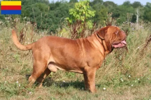 Lees meer over het artikel Dogue de Bordeaux fokkers en pups in Noord-Holland