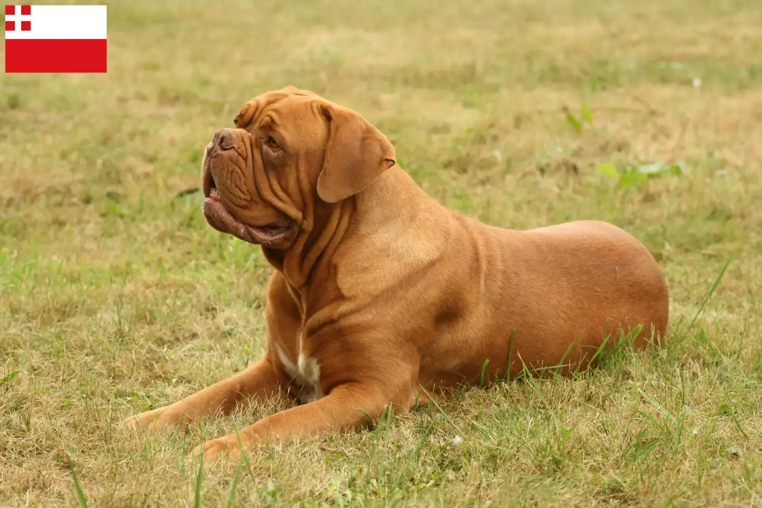 Lees meer over het artikel Dogue de Bordeaux fokkers en pups in Utrecht