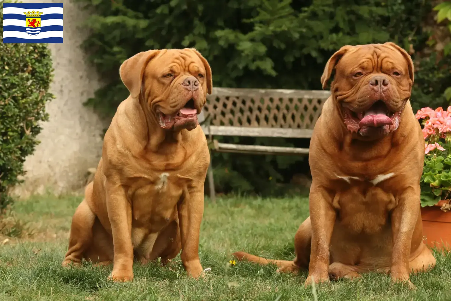 Lees meer over het artikel Dogue de Bordeaux fokkers en pups in Zeeland