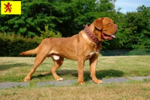 Lees meer over het artikel Dogue de Bordeaux fokkers en pups in Zuid-Holland