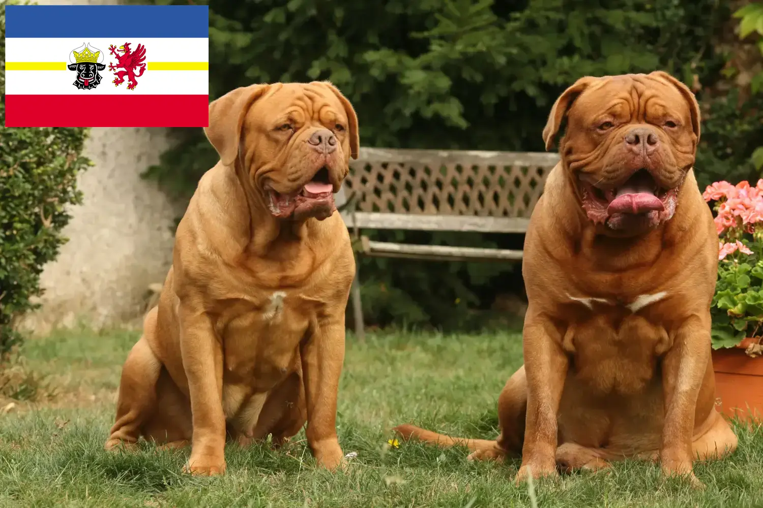 Lees meer over het artikel Dogue de Bordeaux fokkers en pups in Mecklenburg-Vorpommern