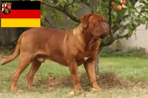 Lees meer over het artikel Dogue de Bordeaux fokkers en pups in Rijnland-Palts