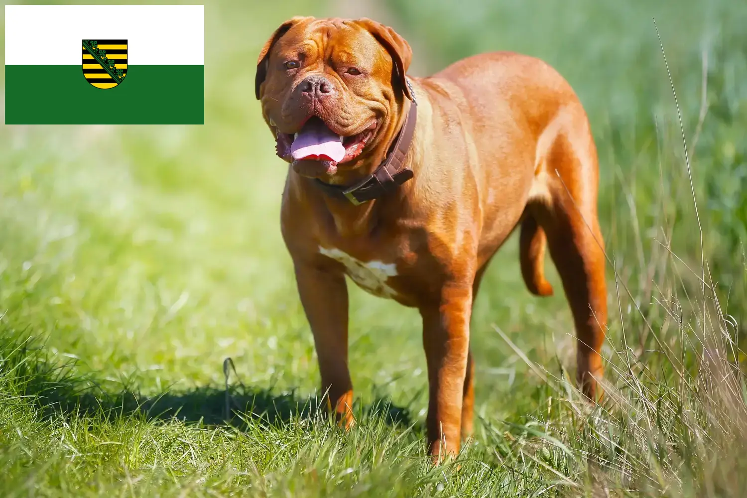 Lees meer over het artikel Dogue de Bordeaux fokkers en pups in Saksen