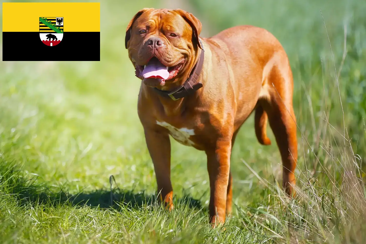 Lees meer over het artikel Dogue de Bordeaux fokkers en pups in Saksen-Anhalt