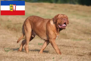 Lees meer over het artikel Dogue de Bordeaux fokkers en pups in Sleeswijk-Holstein