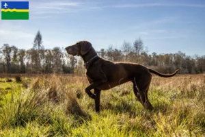 Lees meer over het artikel Duitse Korthaar fokkers en puppies in Flevoland