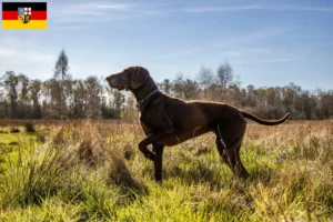 Lees meer over het artikel Duitse Korthaar fokkers en puppies in Saarland