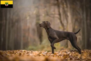 Lees meer over het artikel Duitse Korthaar fokkers en puppies in Saksen-Anhalt