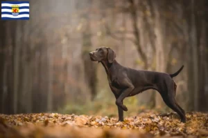 Lees meer over het artikel Duitse Korthaar fokkers en puppies in Zeeland